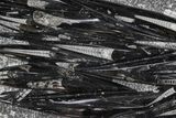 Polished Fossil Orthoceras (Cephalopod) Plate - Morocco #359629-1